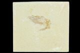 Cretaceous Fossil Shrimp - Lebanon #123982-1